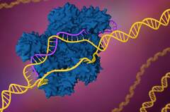 CRISPR/Cas9 (Crispr Infusion)