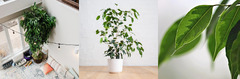 20 Fast Growing Indoor Plants - Create a Lush Indoor Jungle in a month