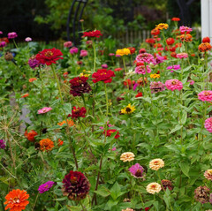 The Complete Garden Guide to Growing Organic Zinnias from Seed ...