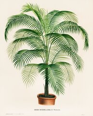 Areca palm