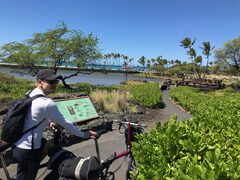 Hawaii: Bikes on a Bus! Kona -> Waikoloa -> Hilo – Bromptoning