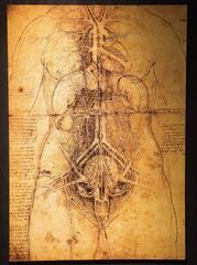 Leonardo Anatomy C1510 Npen and Ink Study by Leonardo Da Vinci C1510 of The Female Anatomy by (24 x 36) (Leonardo da Vinci: Anatomy)