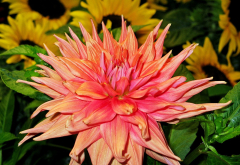 Dahlia pinnata