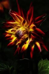 Dahlia, Glow, Flower. Royalty-Free Stock Illustration ...