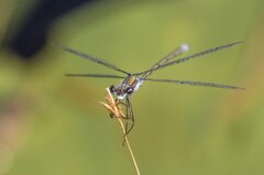 Damselfly Insect Wings - photo on Pixabay - Pixabay