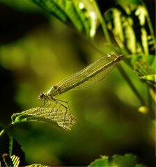 Damselfly Leaves Insect - photo on Pixabay - Pixabay