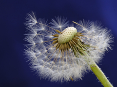 dandelion, flower, fluffy, close up desktop ...