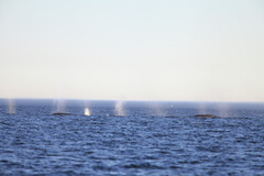 Herds of Whales - Baleines en direct