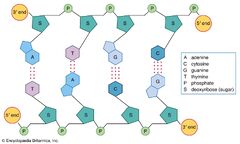 Nucleic acid | Definition, Function, Structure, & Types | Britannica