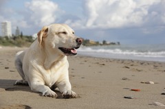 50+ Labrador Beach & Labradors - Pixabay