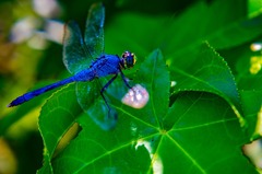 Dragonfly Wings Insect - photo on Pixabay - Pixabay