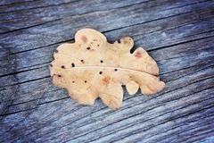 Free photo: Dry Leaf - Autumn, Dry, Fallen - - Jooinn