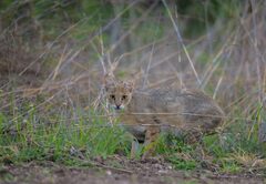 Wild Cats of India | Big Cats Of India | Small Cats of India