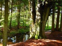 Der Wanderfreund: Wandermarathon auf dem WesterwaldSteig am 18.06.2016