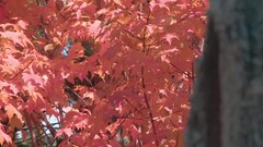 Maine's 2021 fall foliage forecast: when to expect the best color ...