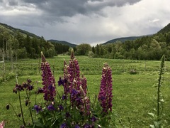 FARM JOBS: Lumby, BC - Echo Haskap Farm, Farm Workers