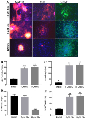 Clobetasol propionate enhances neural stem cell and ...