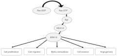 ERK/MAPK signalling pathway and tumorigenesis (Review)