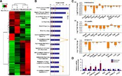 RNA-sequencing of synovial tissue from painful and non-painful sites in osteoarthritis