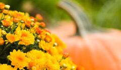 35 Best Fall Flowers to Plant for a Charming Autumn Garden