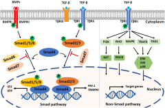 Frontiers | TGF-β-Induced Endothelial to Mesenchymal Transition in ...