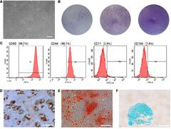 Frontiers | Hepatocyte Growth Factor-Induced Tendon Stem Cell ...