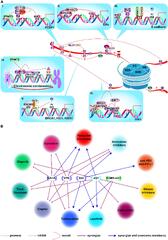 Frontiers | Targeting Histone Modifications in Breast Cancer: A ...