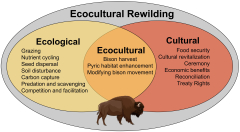 Frontiers%20%7C%20Reintroducing%20bison%20to%20Banff%20National%20Park%20%E2%80%93%20an%20...