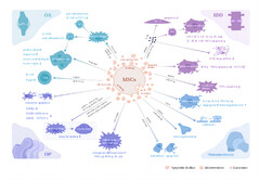 Mesenchymal stem cell-derived extracellular vesicles