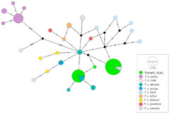 Social network analysis (Median joining network analysis of the Asian leopards)