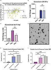 Frontiers | MiR-451a and let-7i-5p loaded extracellular vesicles ...