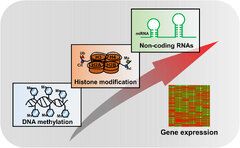 Frontiers | Role of Histone Post-Translational Modifications in ...