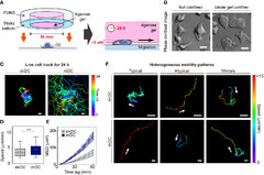 Frontiers | A machine learning approach to discover migration ...