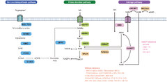 Frontiers | Targeting NAD+ metabolism: dual roles in cancer treatment