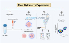 Navigating the Intricacies of Intracellular Flow Cytometry: Key ...