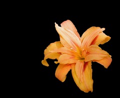 Flower Lily Orange - photo on Pixabay - Pixabay