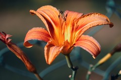 Flower Orange Day Lily Plant - photo on Pixabay - Pixabay