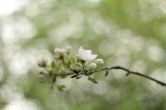 Flowers Apple Tree Buds - photo on Pixabay - Pixabay