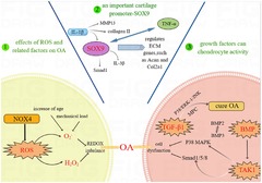 Frontiers | LncRNA-mediated cartilage ostasis in ...