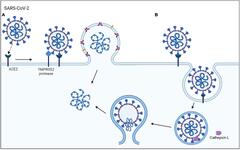 Frontiers | Endocytosis inhibitors block SARS-CoV-2 pseudoparticle ...