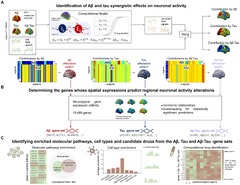 Frontiers | In-vivo neuronal dysfunction by Aβ and tau overlaps ...