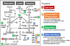 Complement System