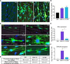 Frontiers | Smoothened/AMP-Activated Protein Kinase Signaling in ...