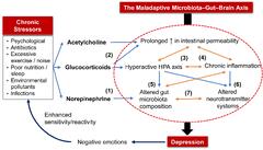 Frontiers | Antidepressive Mechanisms of Probiotics and Their ...