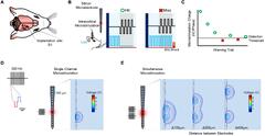 Frontiers | Reducing Behavioral Detection Thresholds per Electrode ...