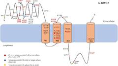 Frontiers | Phenotypic Spectrum and Prognosis of Epilepsy Patients ...