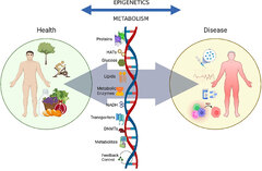 Frontiers | The metabolic addiction of cancer stem cells