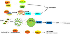 Frontiers | Role and therapeutic potential of DEAD-box RNA ...