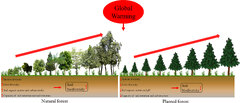 Frontiers | Soil biodiversity in natural forests potentially ...