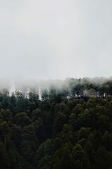 Aerial View of a Dense Forest in Fog · Stock Photo